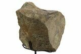 Fossil Sauropod Vertebra Section with Metal Stand - Colorado #331114-2